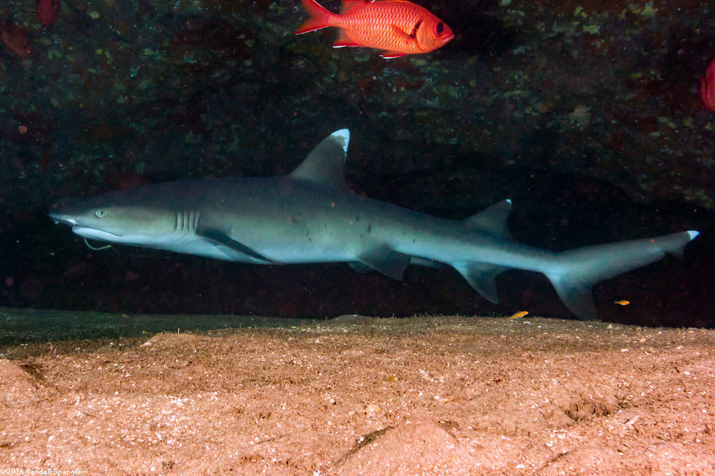 Triaenodon obesus (Whitetip Reef Shark); This one has a hook in its mouth