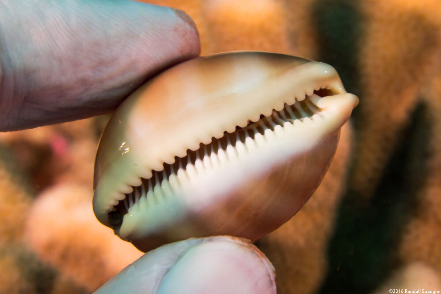 Lyncina sulcidentata (Groove-Tooth Cowry); See the grooves from the teeth?