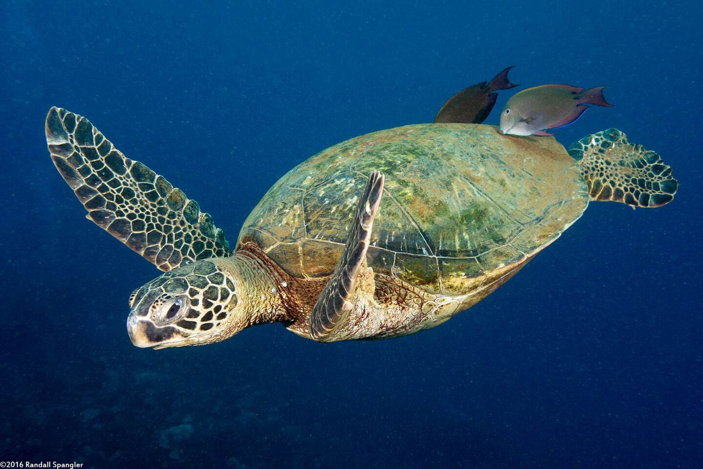 Chelonia mydas (Green Sea Turtle); Brown surgeonfish cleaning a turtle