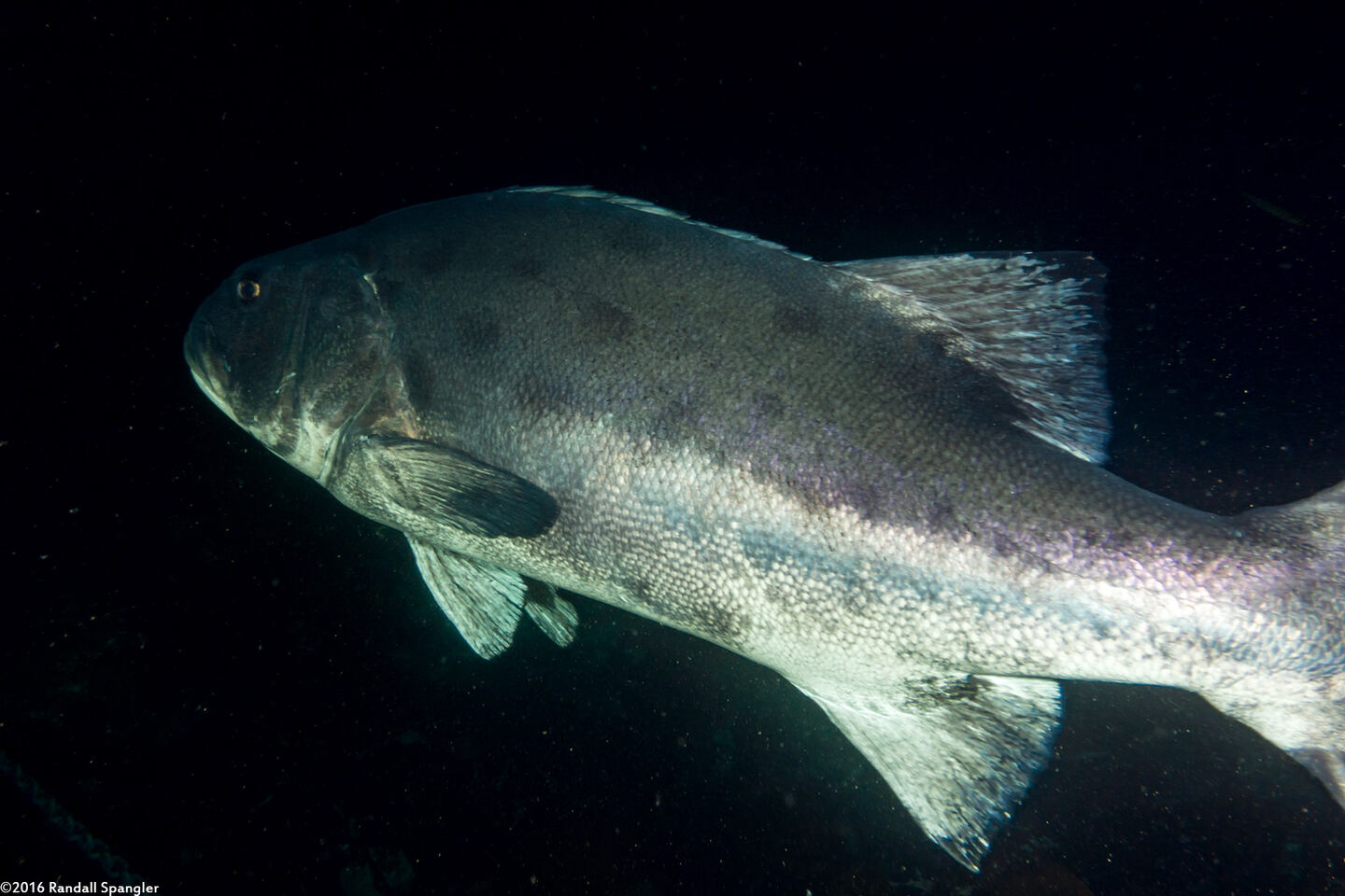 Giant Sea Bass Stereolepis Gigas Spanglers Scuba