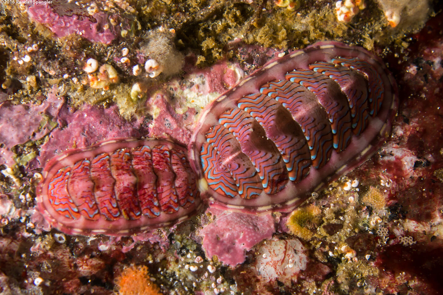 Tonicella lokii (Flame Lined Chiton); These appear to be mating