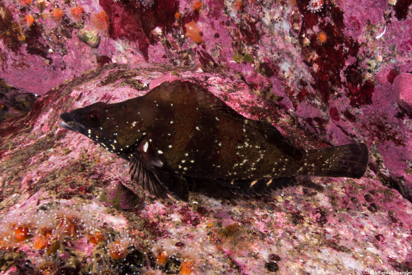 Oxylebius pictus (Painted Greenling); Dominant males are dark