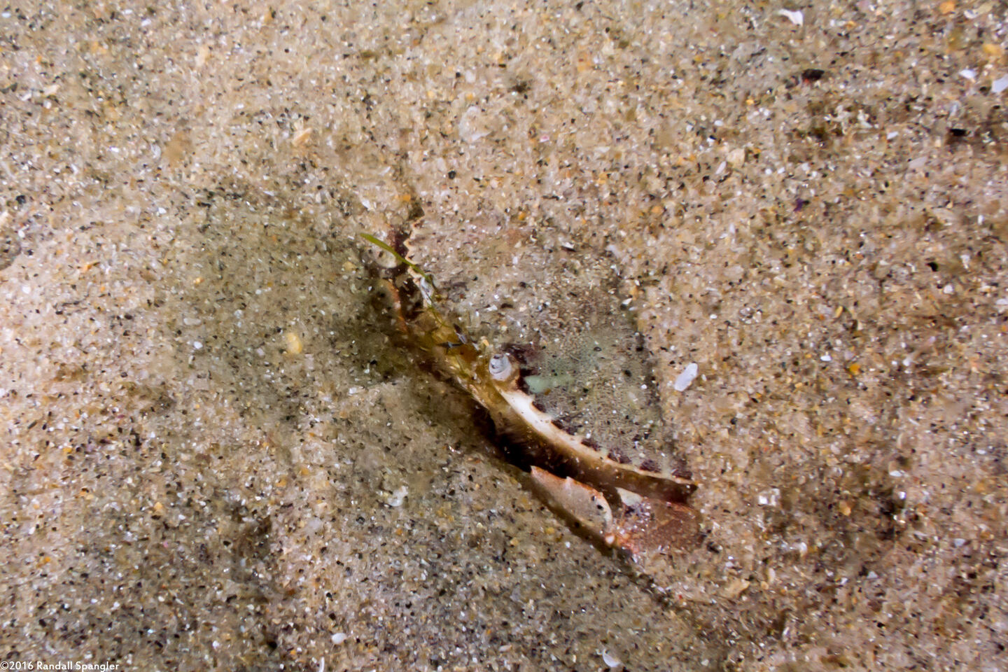 Metacarcinus gracilis (Graceful Crab); Buried