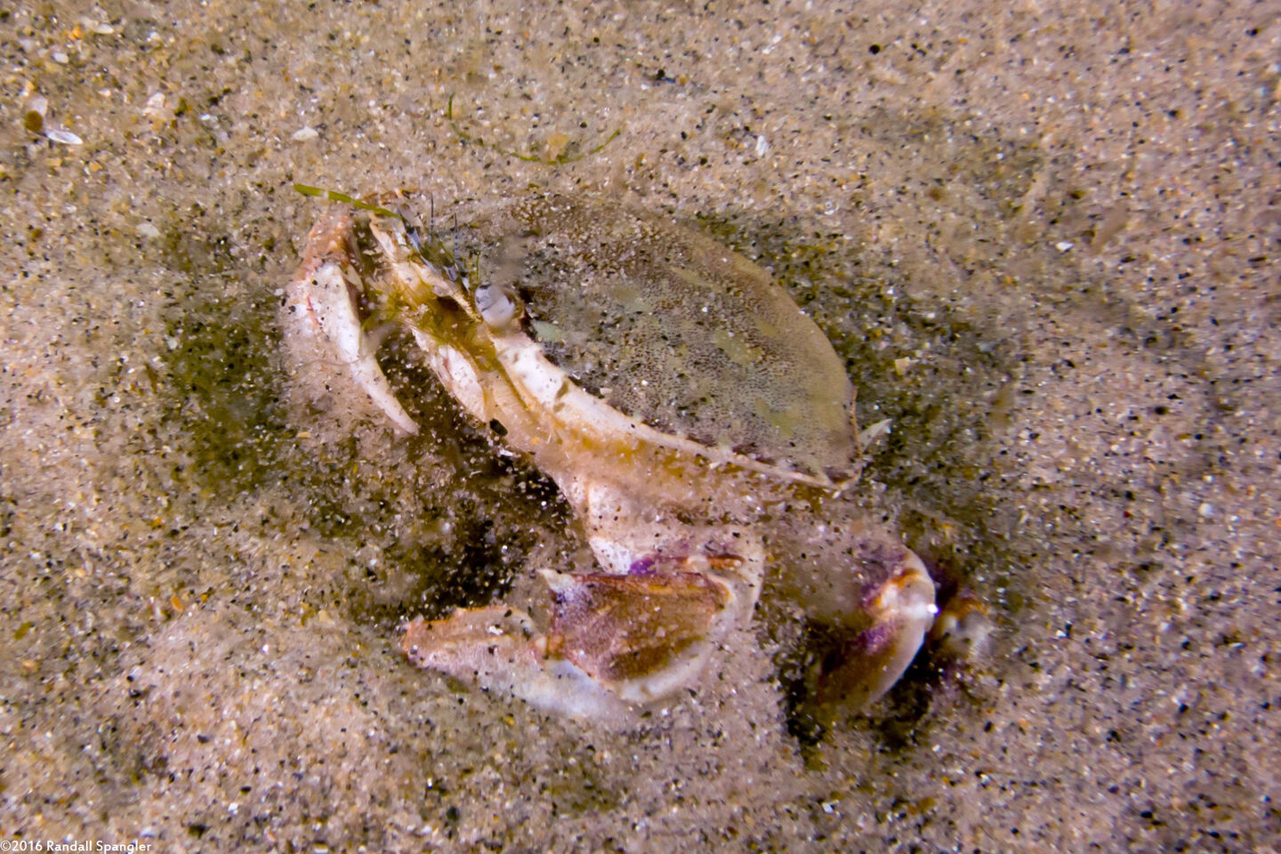 Metacarcinus gracilis (Graceful Crab); Burying itself