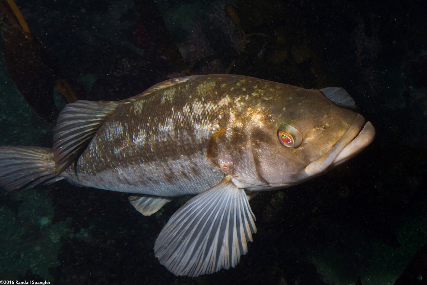 Paralabrax clathratus (Kelp Bass)