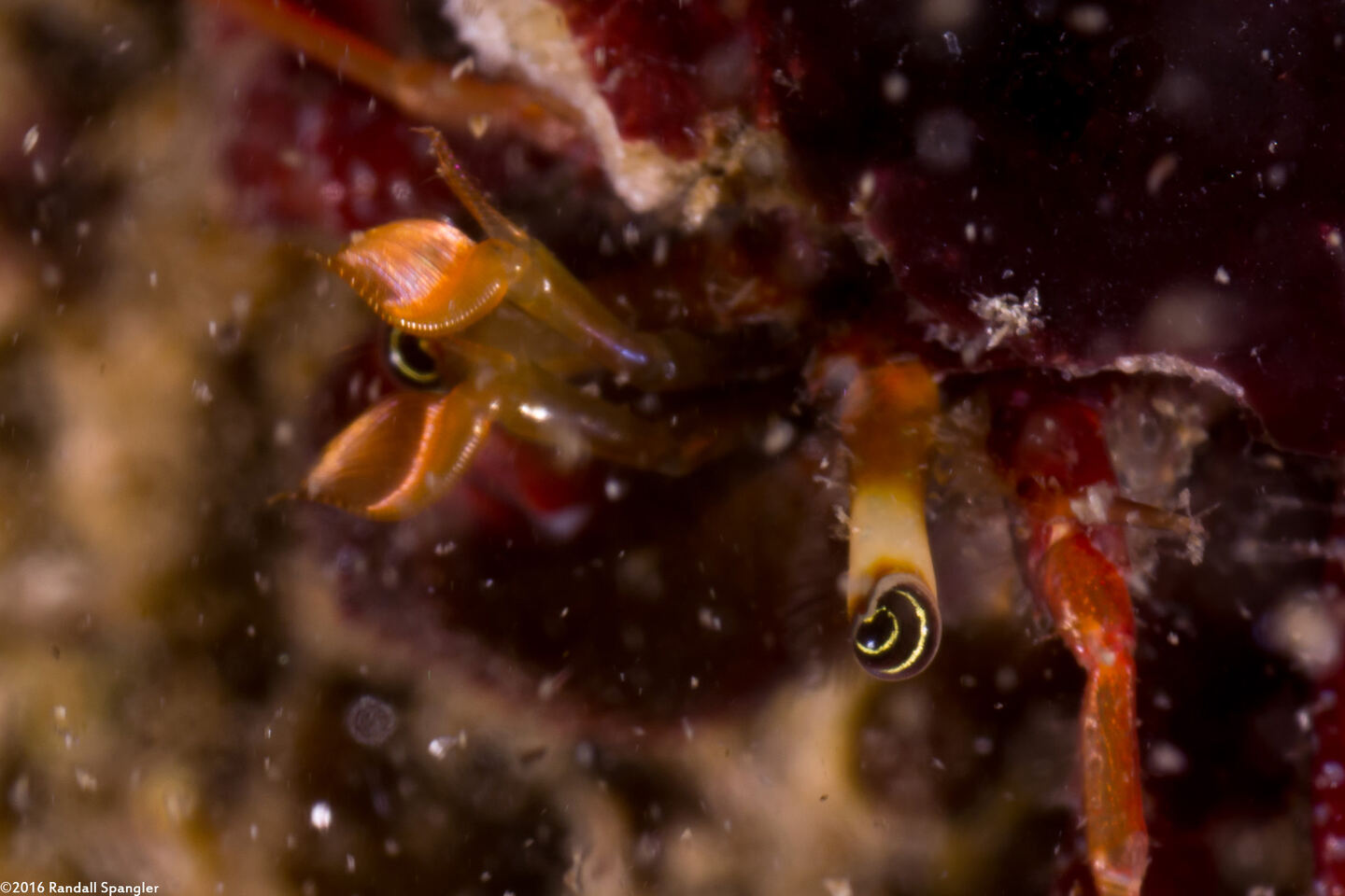 Pagurus hemphilli (Maroon Hermit Crab); These have black eyes with yellow stripes
