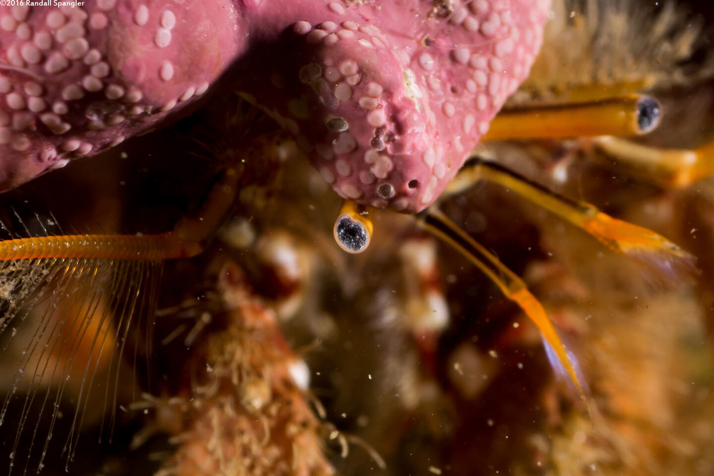 Paguristes ulreyi (Furry Hermit Crab); Close-up of eye
