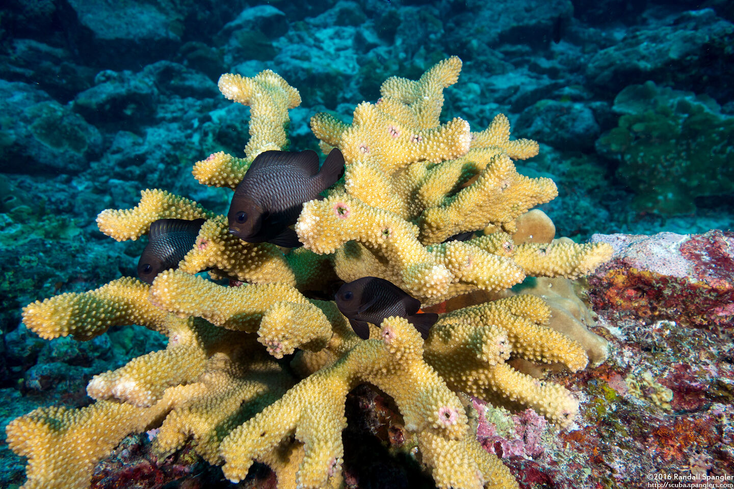 Pocillopora grandis (Antler Coral)