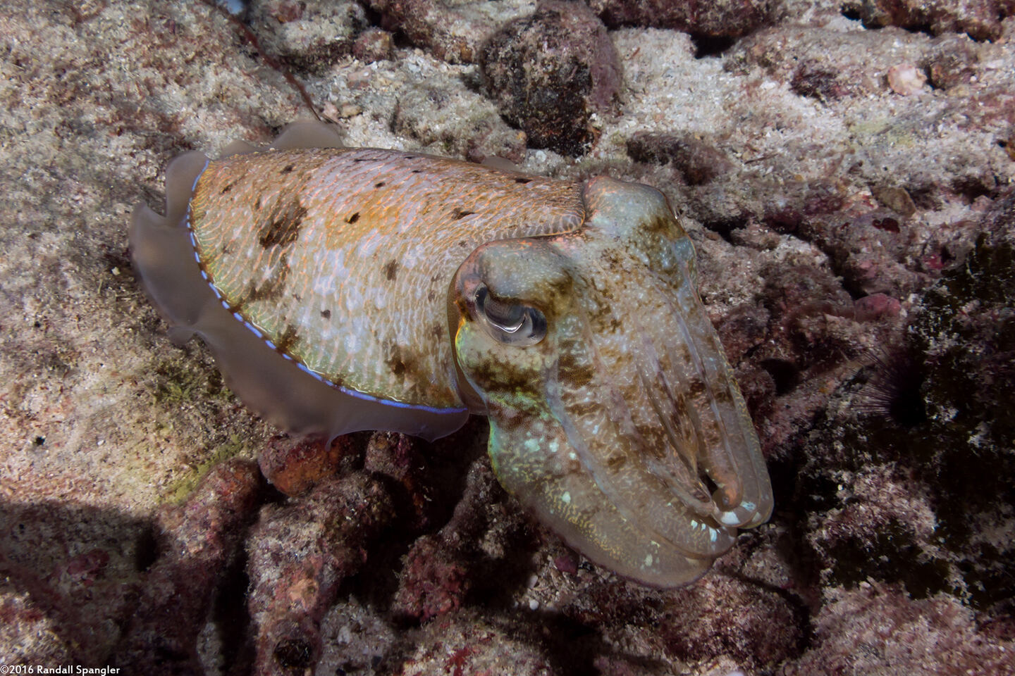 Sepia pharaonis (Pharaoh Cuttlefish)