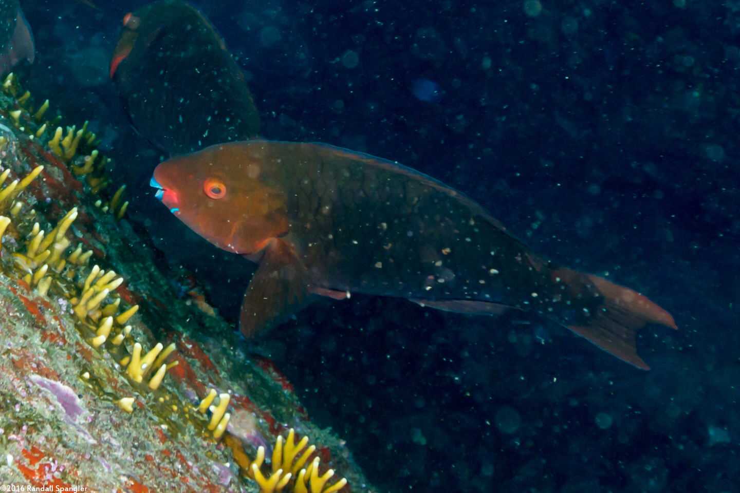 Scarus prasiognathos (Greenthroat Parrotfish)