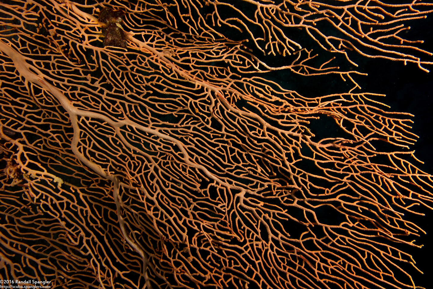 Annella mollis (Giant Sea Fan)