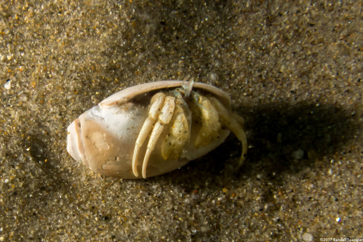 Isocheles pilosus (Moonsnail Hermit Crab)