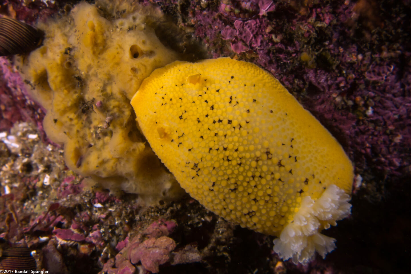 Peltodoris nobilis (Sea Lemon); Eating a sponge