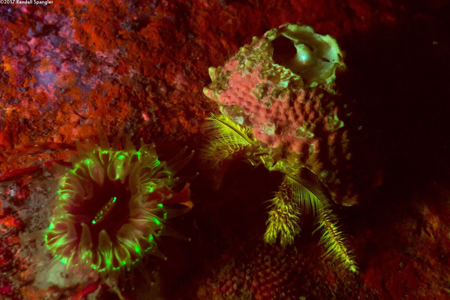Paguristes ulreyi (Furry Hermit Crab); Fluorescing under blue light