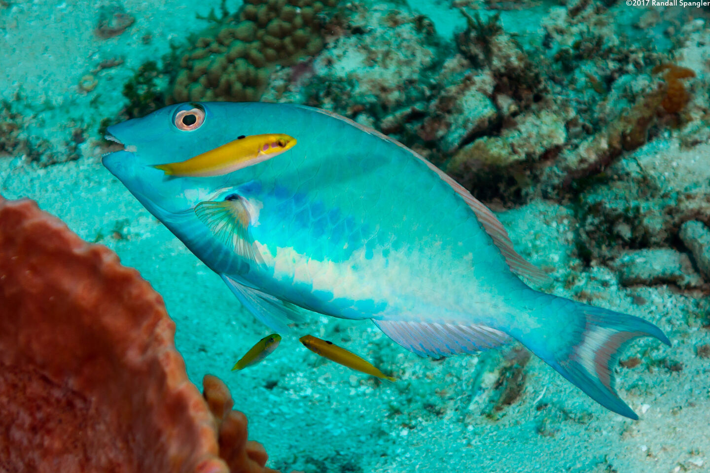 Sparisoma chrysopterum (Redtail Parrotfish); Getting cleaned by juvenile bluehead wrasse