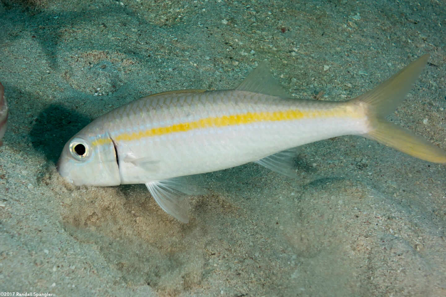 Mulloidichthys martinicus (Yellow Goatfish); Burrowing for food