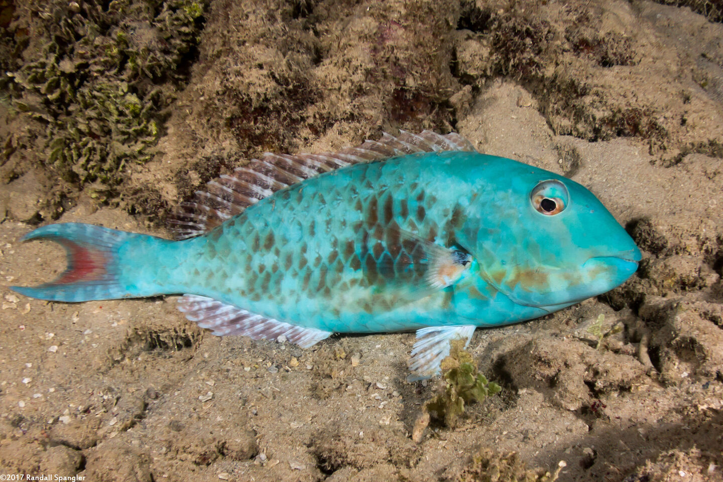Sparisoma chrysopterum (Redtail Parrotfish); Sleeping