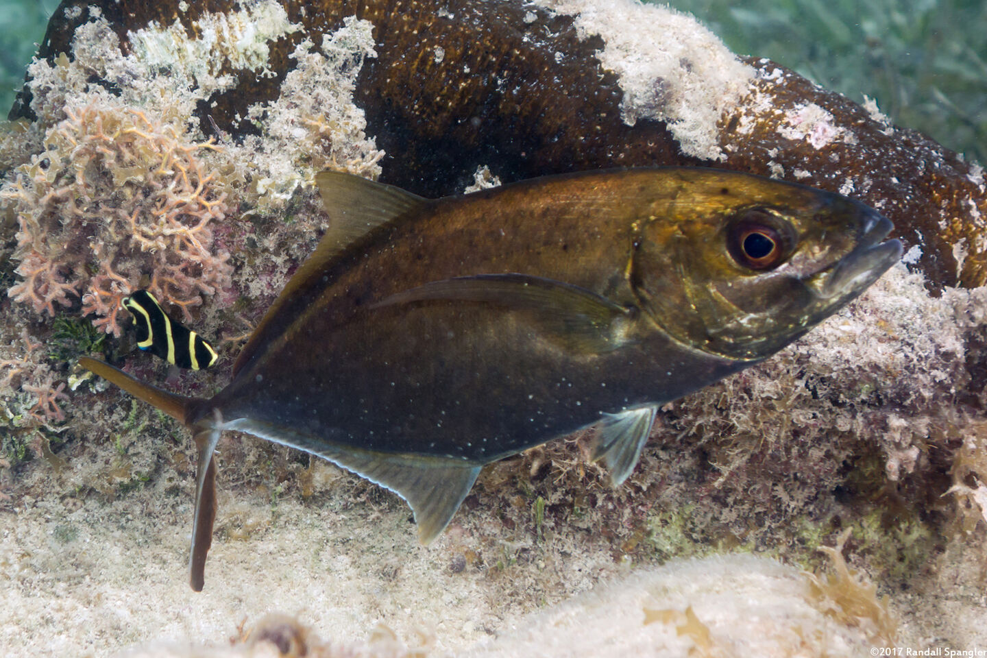 Pomacanthus paru (French Angelfish); Juvenile cleaning a bar jack