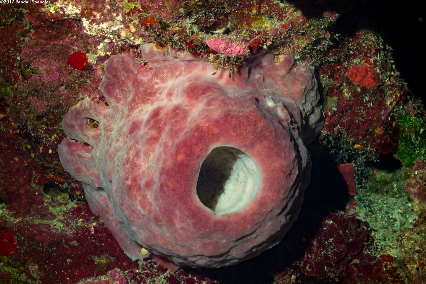 Xestospongia muta (Giant Barrel Sponge); A small one