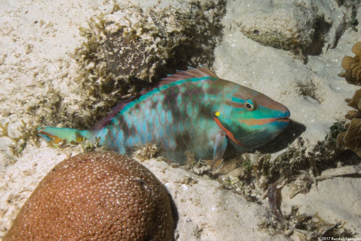 Sparisoma viride (Stoplight Parrotfish); Sleeping