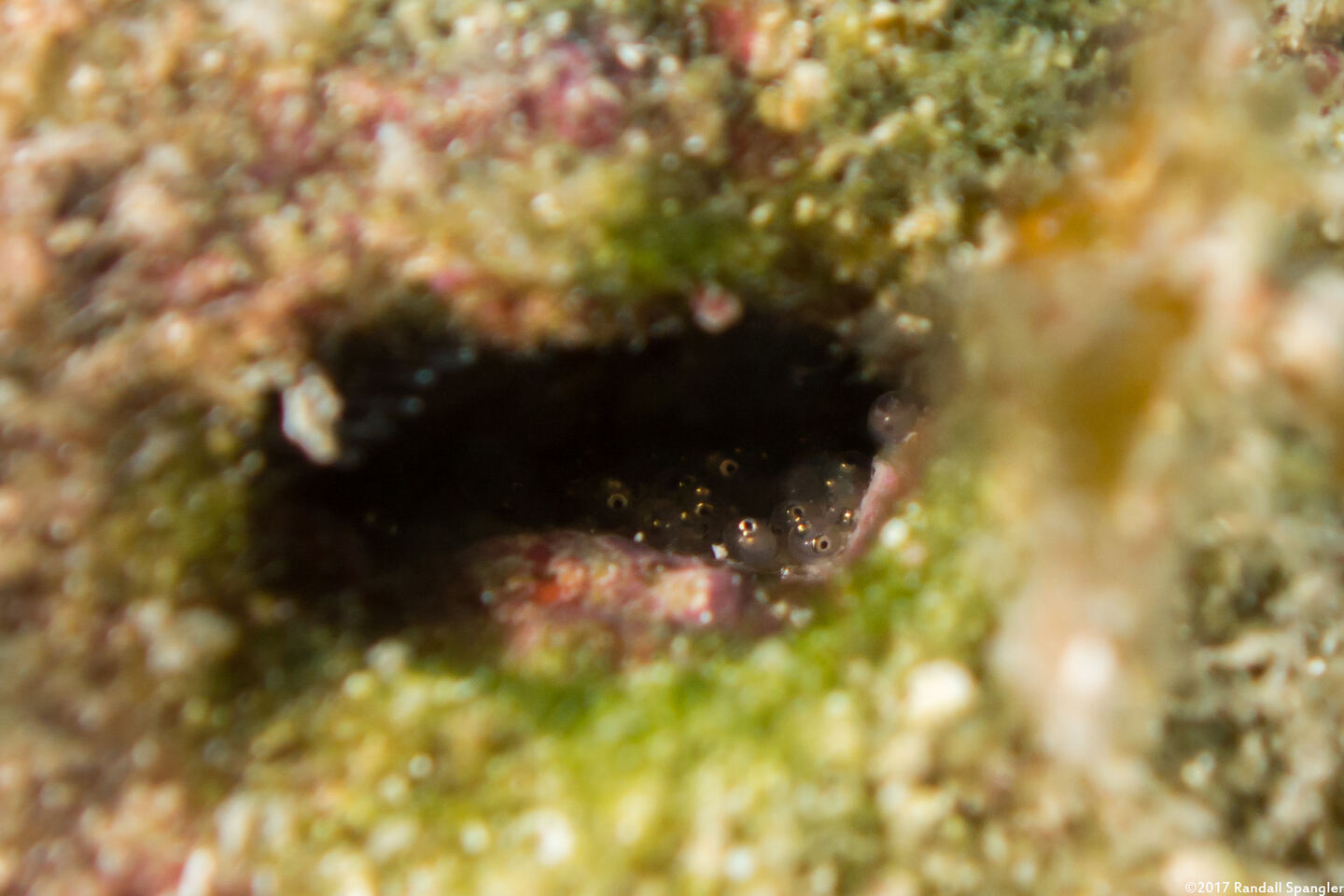 Emblemaria pandionis (Sailfin Blenny); Eggs in the blenny's hole