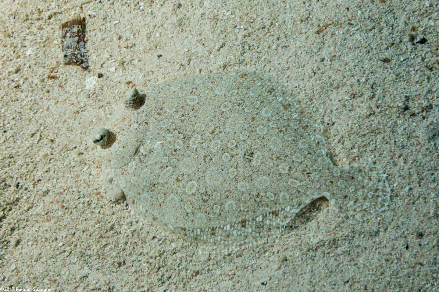 Bothus ocellatus (Eyed Flounder)