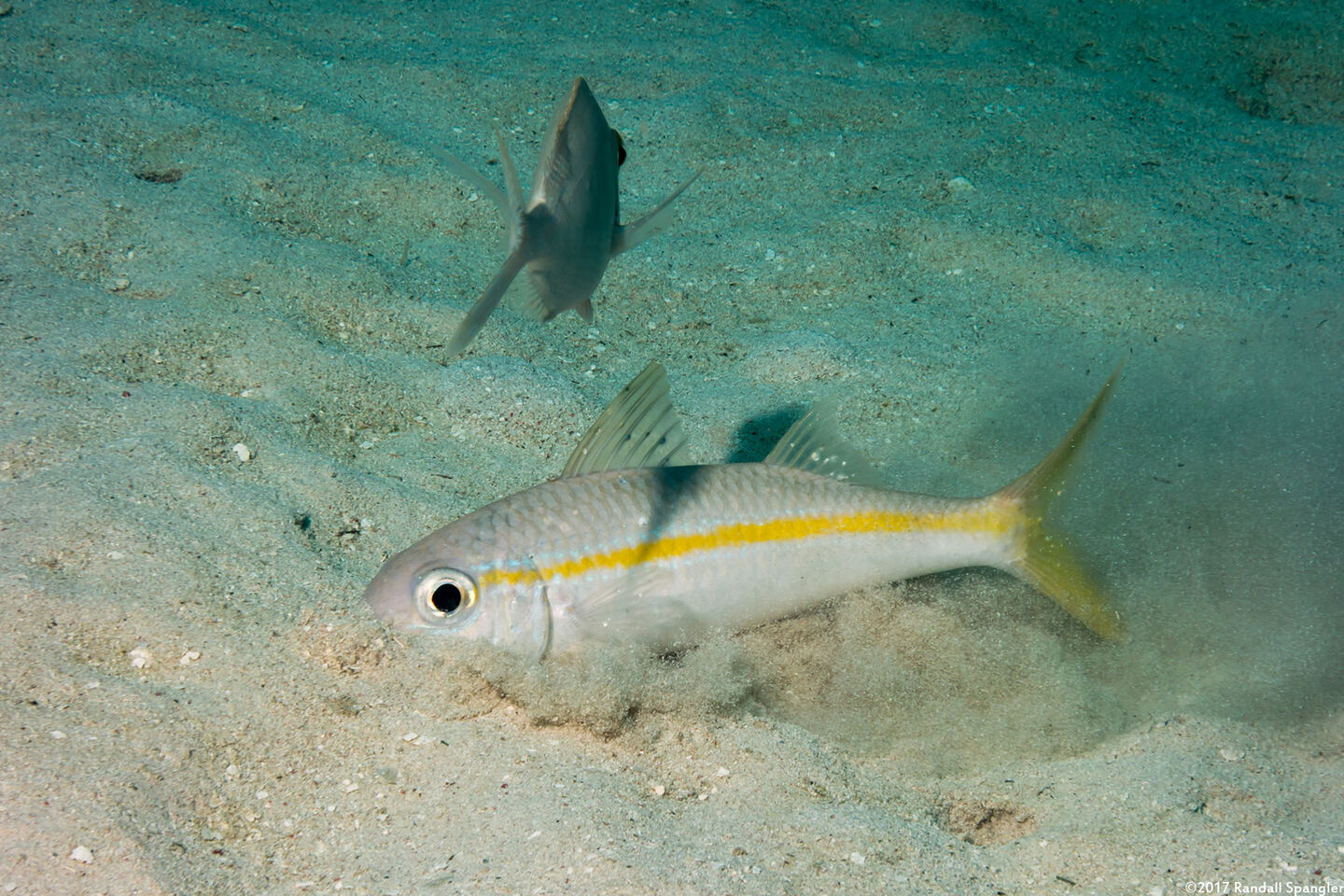 Mulloidichthys martinicus (Yellow Goatfish); Burrowing for food