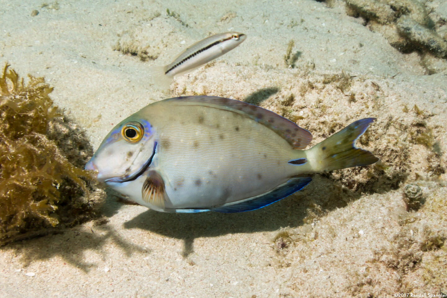 Acanthurus tractus (Ocean Surgeonfish); Showing black spot syndrome