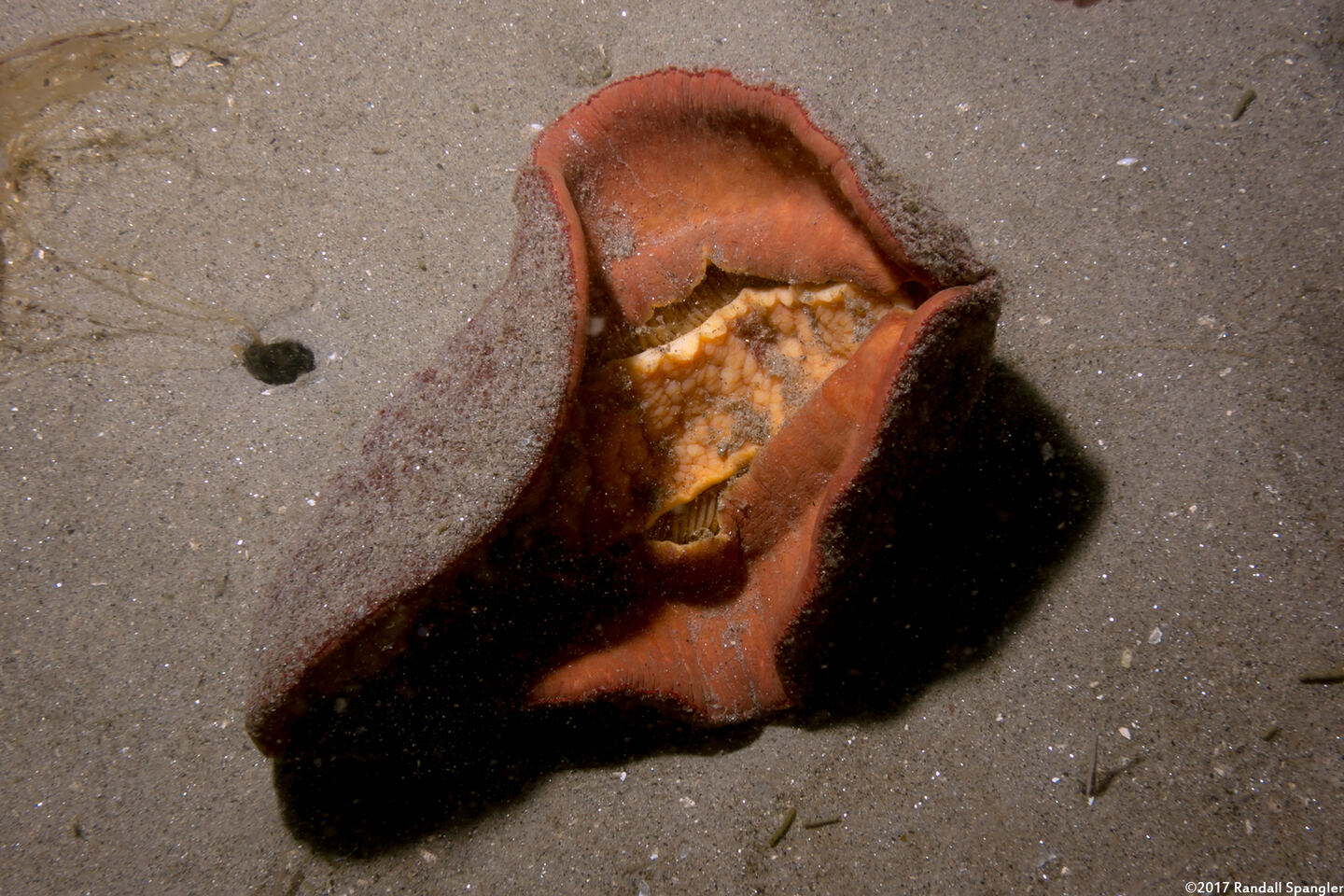 Cryptochiton stelleri (Gumboot Chiton); This is what they look like underneath