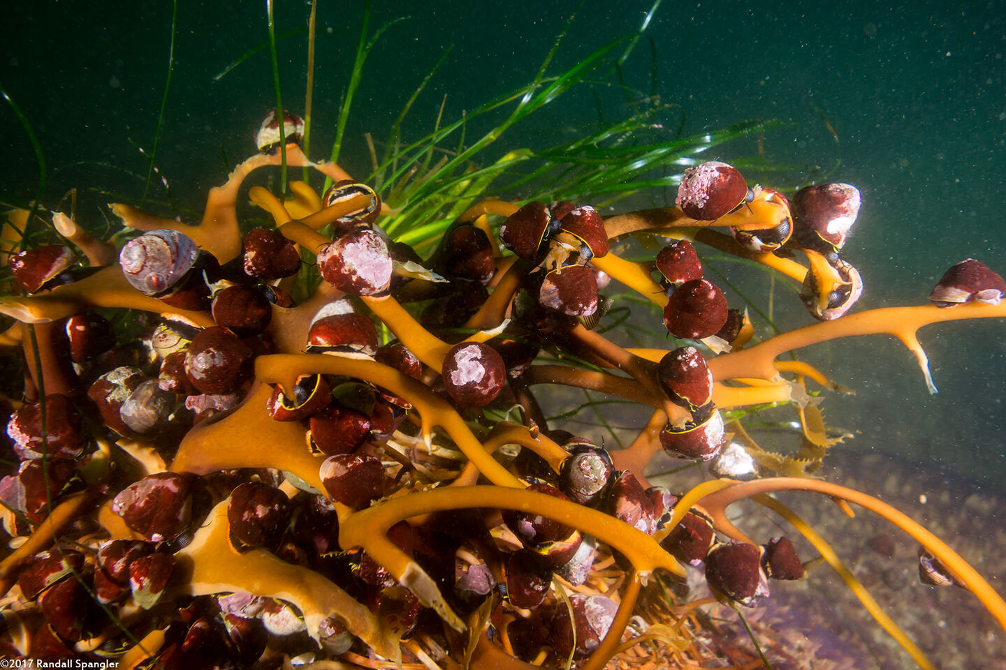 Tegula brunnea (Brown Turban Snail); Eating a kelp holdfast
