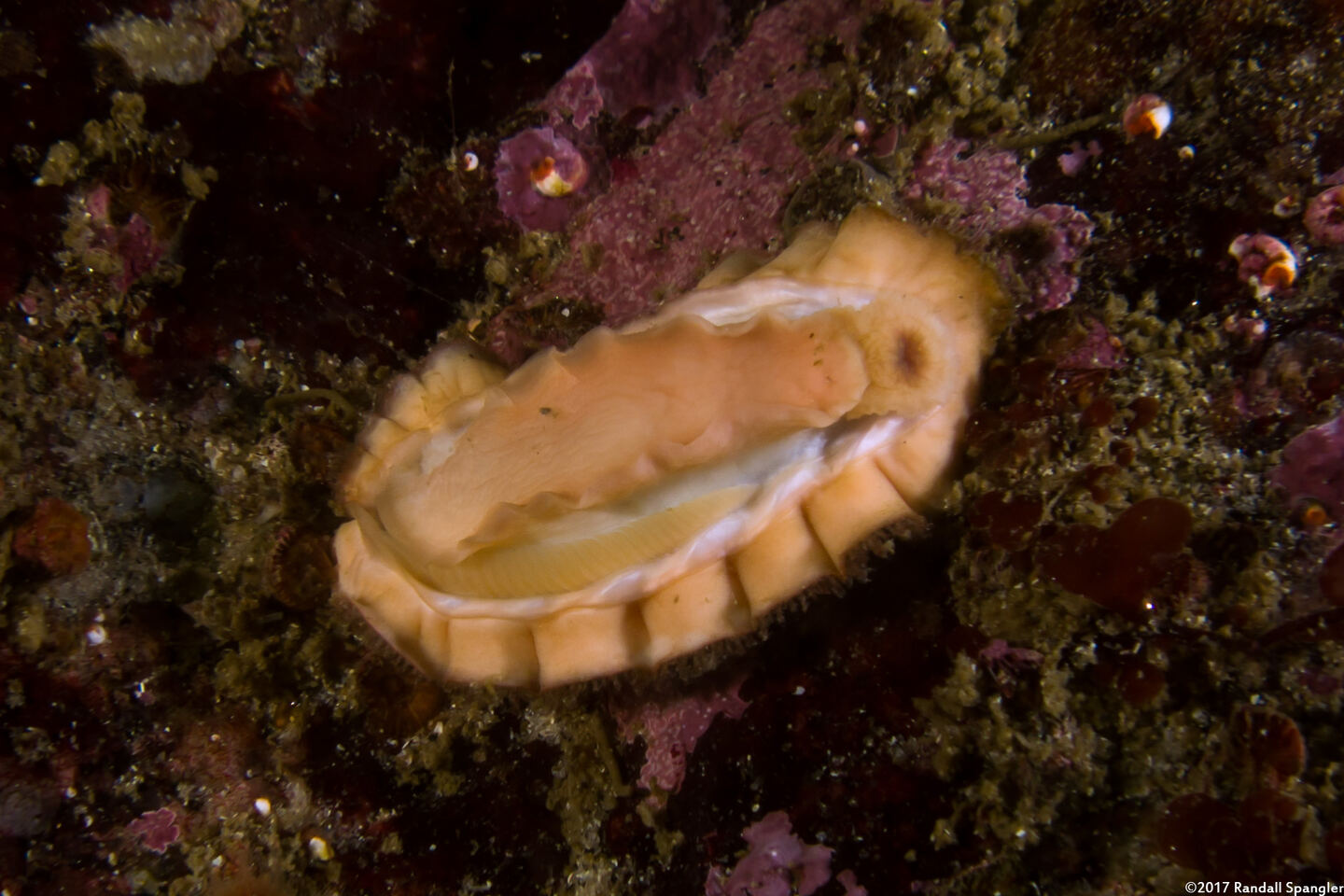 Mopalia ciliata (Hairy Chiton); Underside