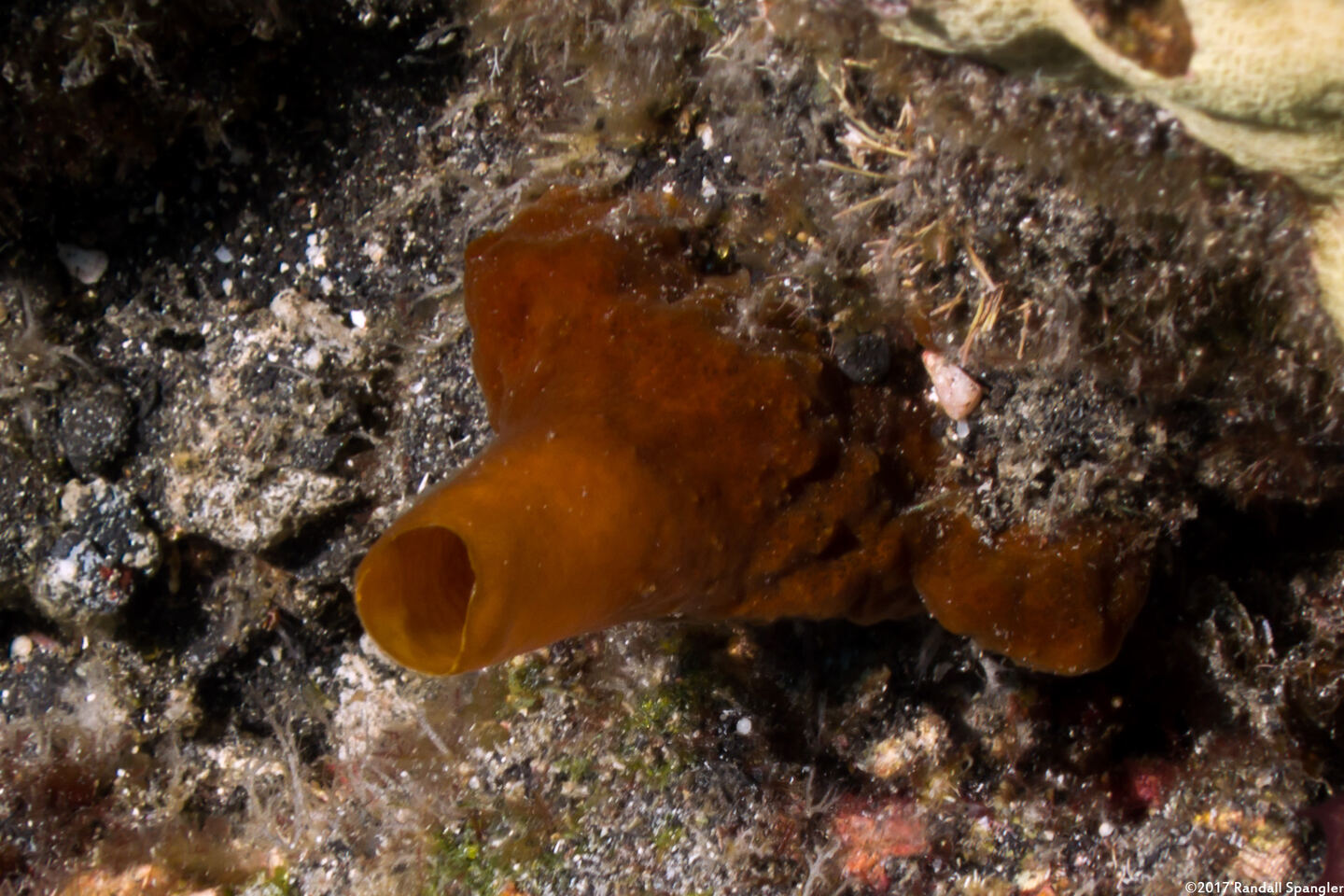 Spheciospongia vagabunda (Vagabond Boring Sponge)