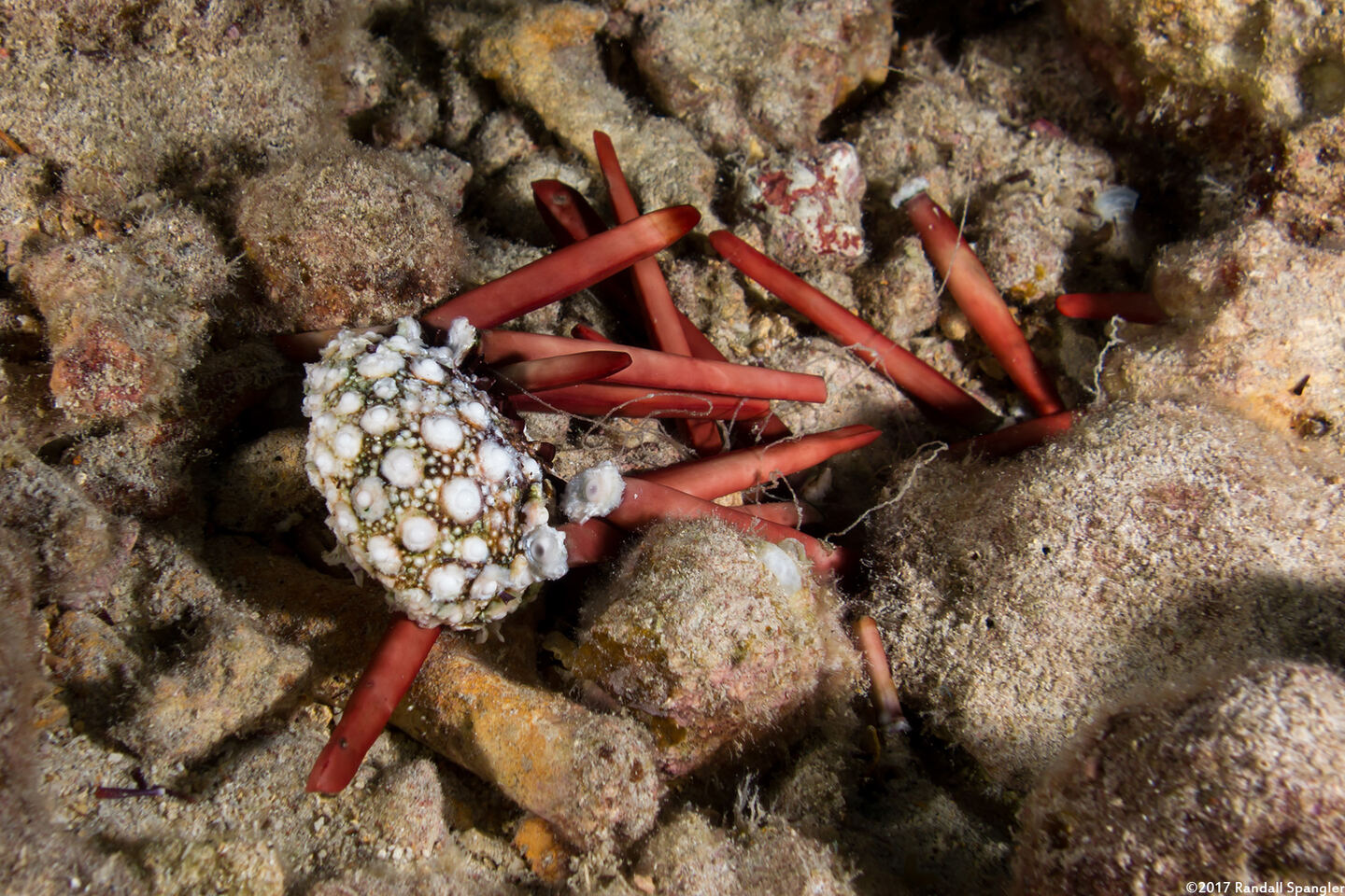 Heterocentrotus mamillatus (Red Pencil Urchin); Dead urchin, showing test (skeleton)