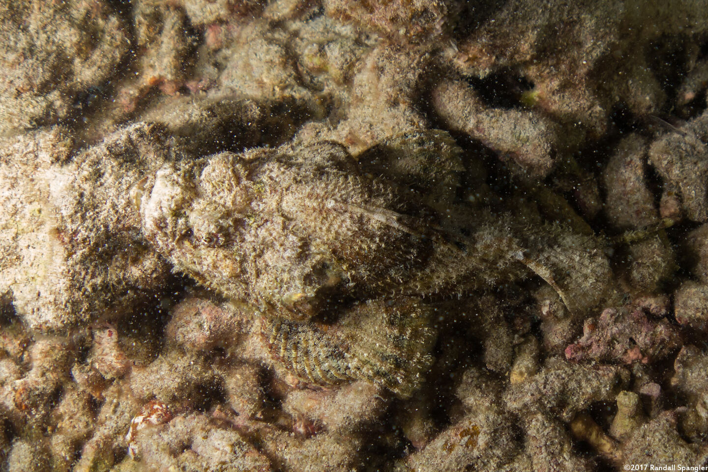 Scorpaenopsis diabolus (Devil Scorpionfish); Be careful where you put your hands at night.  I almost sat on this one during a manta ray dive.