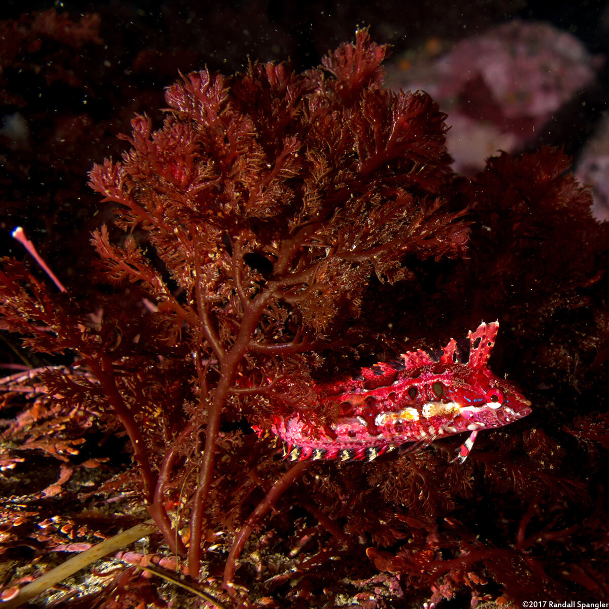 Sea Comb (Plocamium pacificum) - Spanglers' Scuba