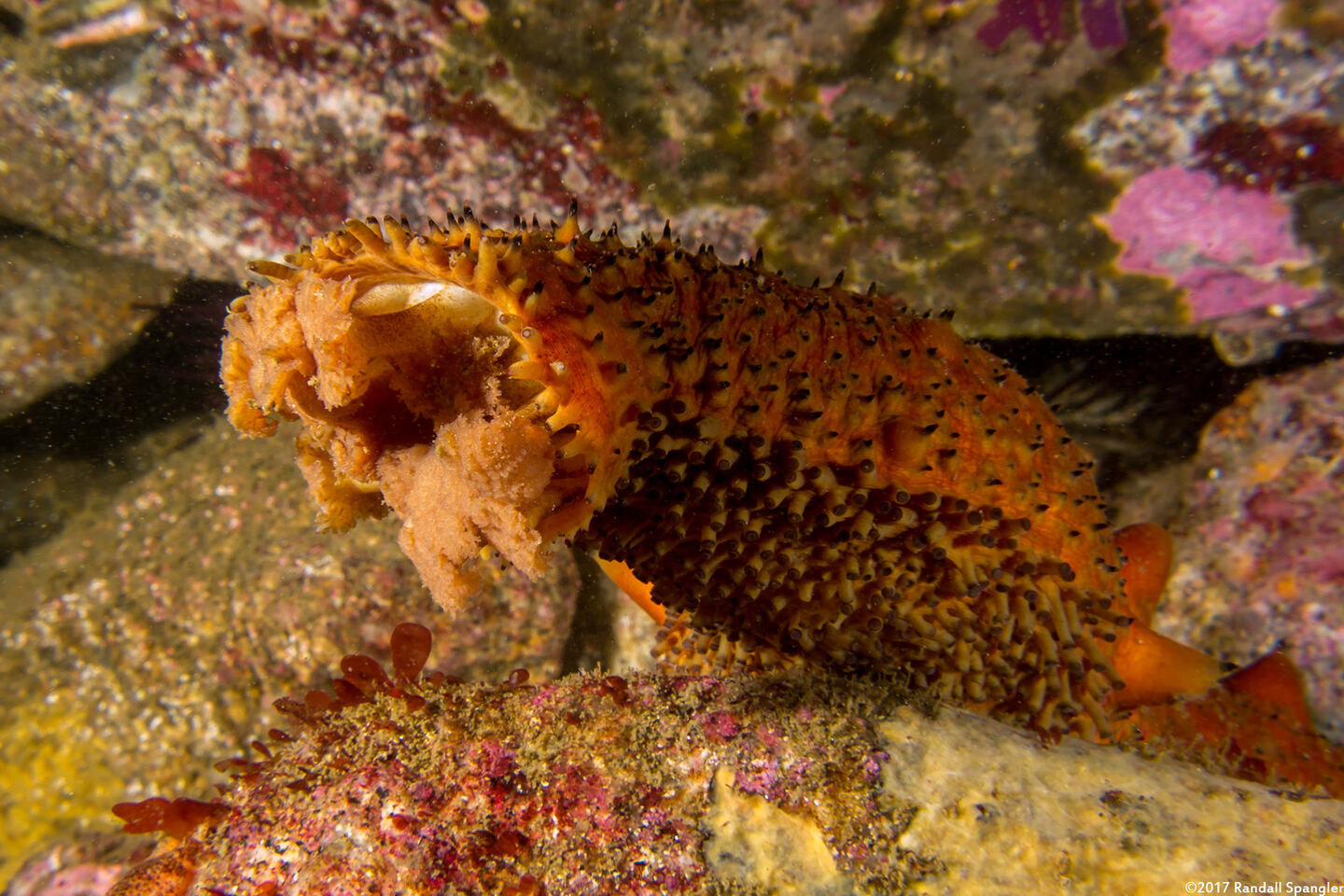 Apostichopus parvimensis (Warty Sea Cucumber); Close-up of mouth