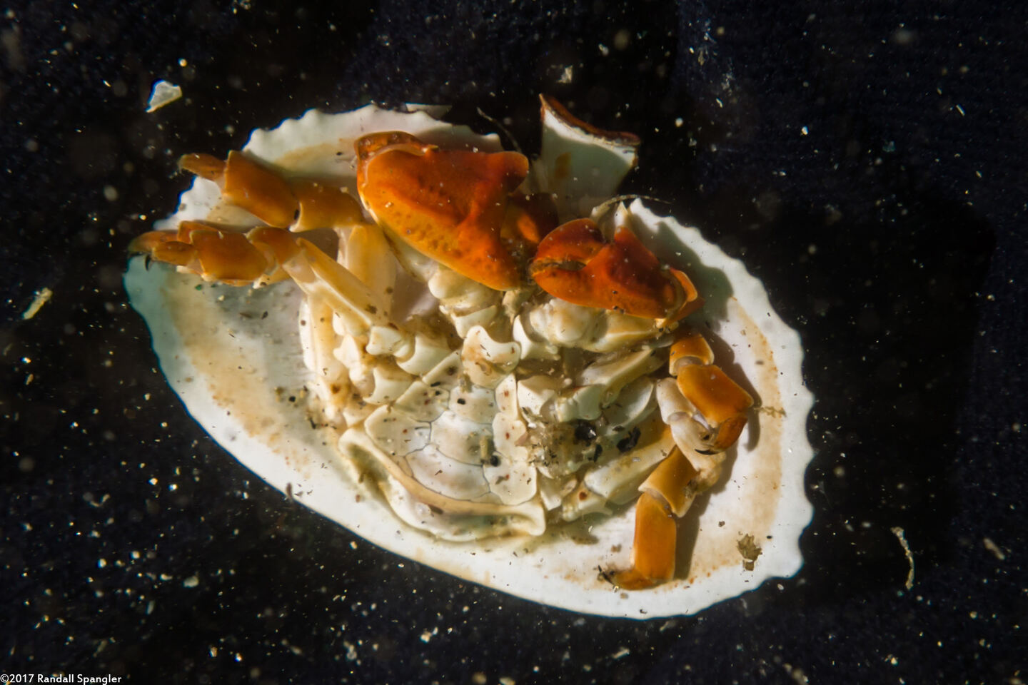 Cryptolithodes sitchensis (Umbrella Crab); Underside