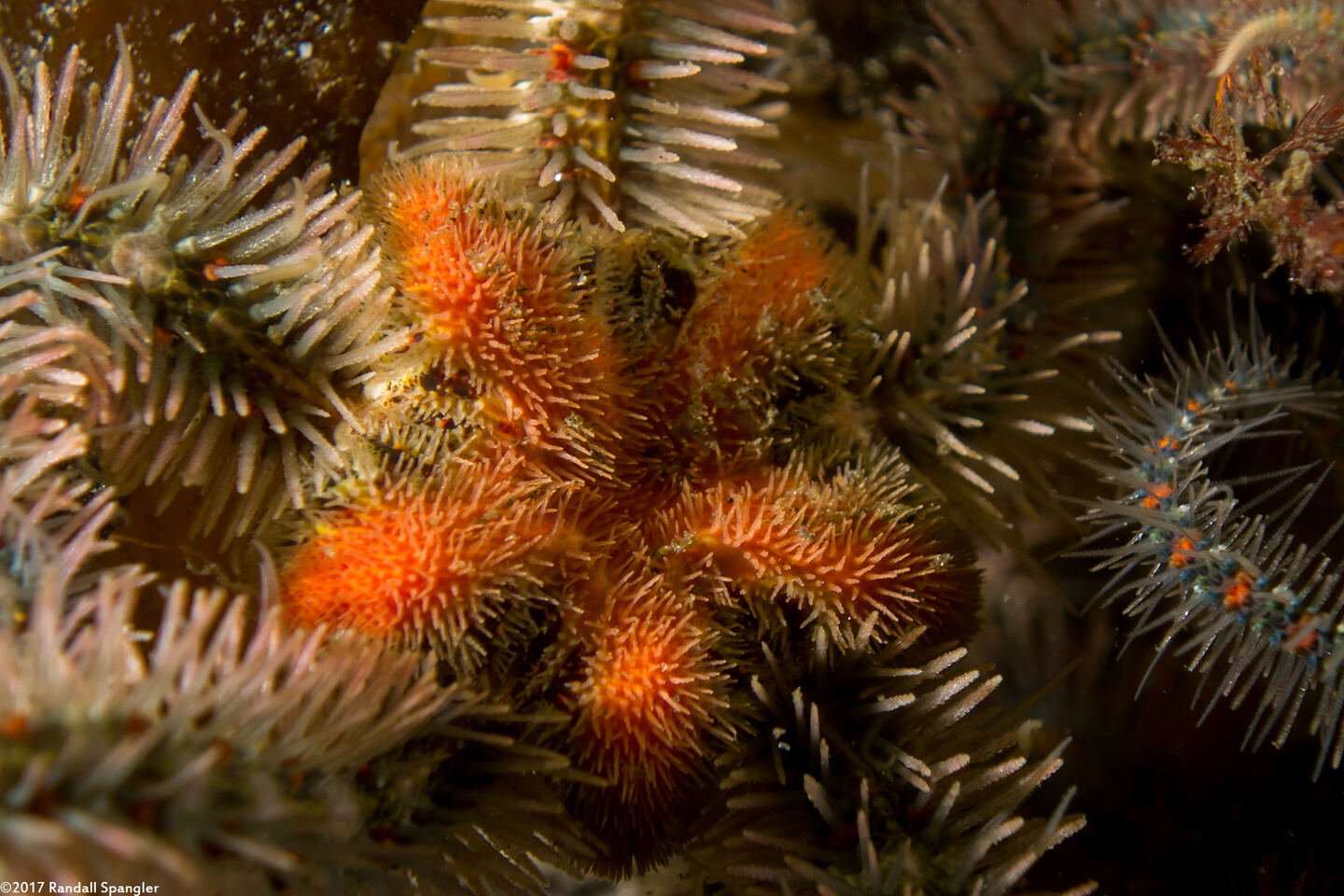 Ophiothrix spiculata (Spiny Brittle Star); Close up of body