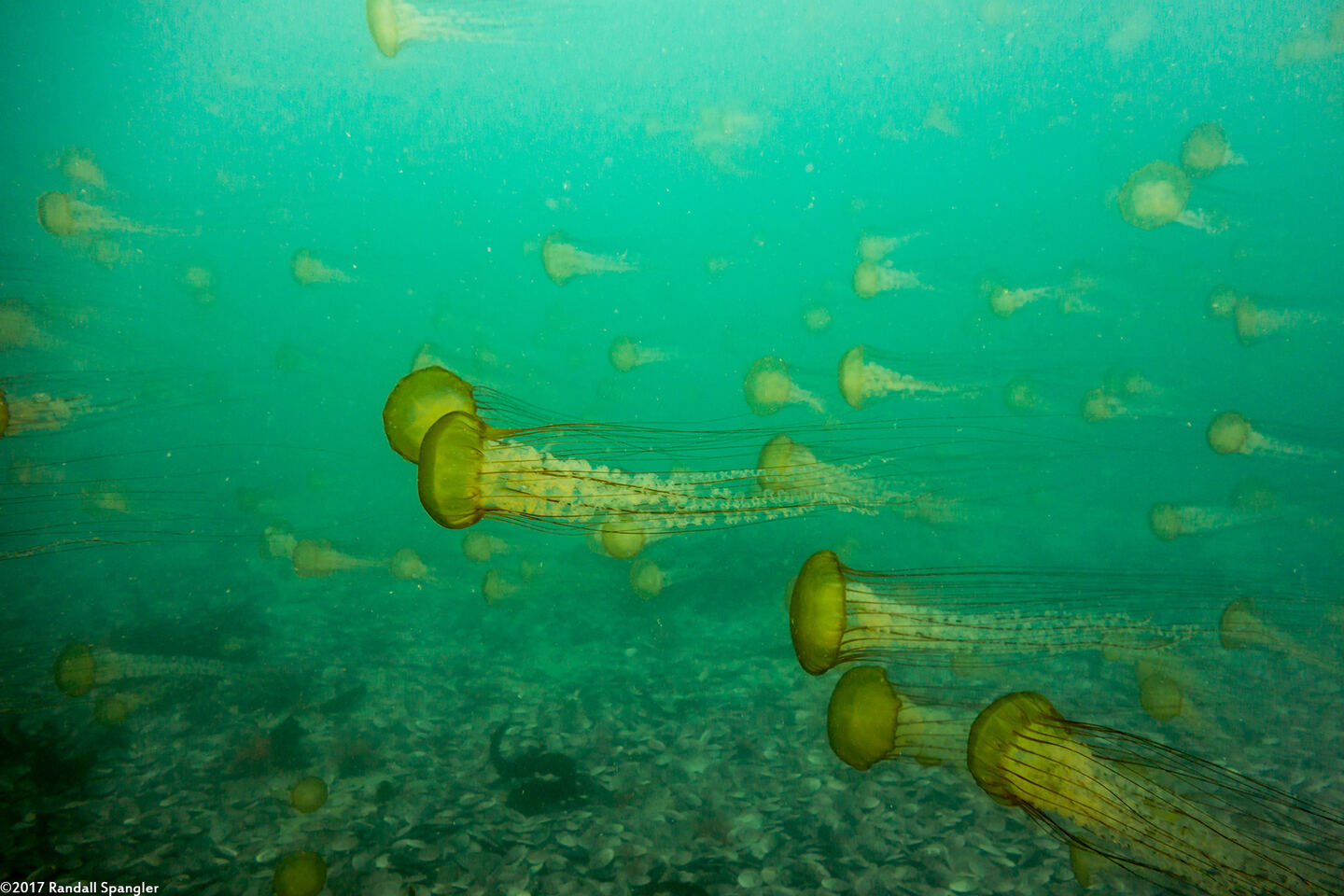 Chrysaora fuscescens (Brown Jellyfish); Jellyfish swarm