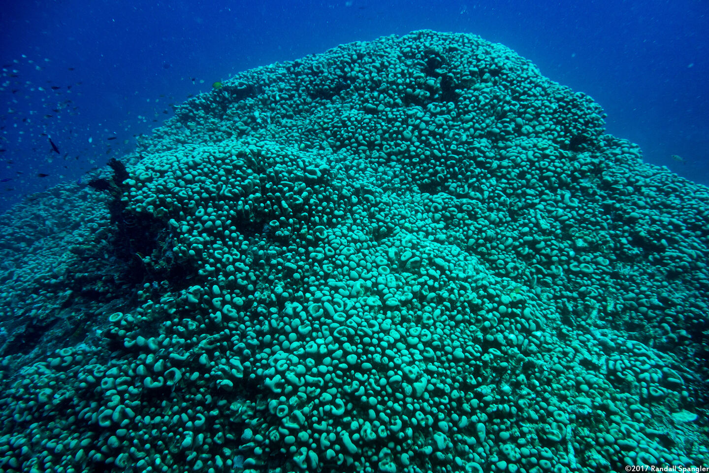 Pavona clavus (Swollen Coral); This coral is the size of a house