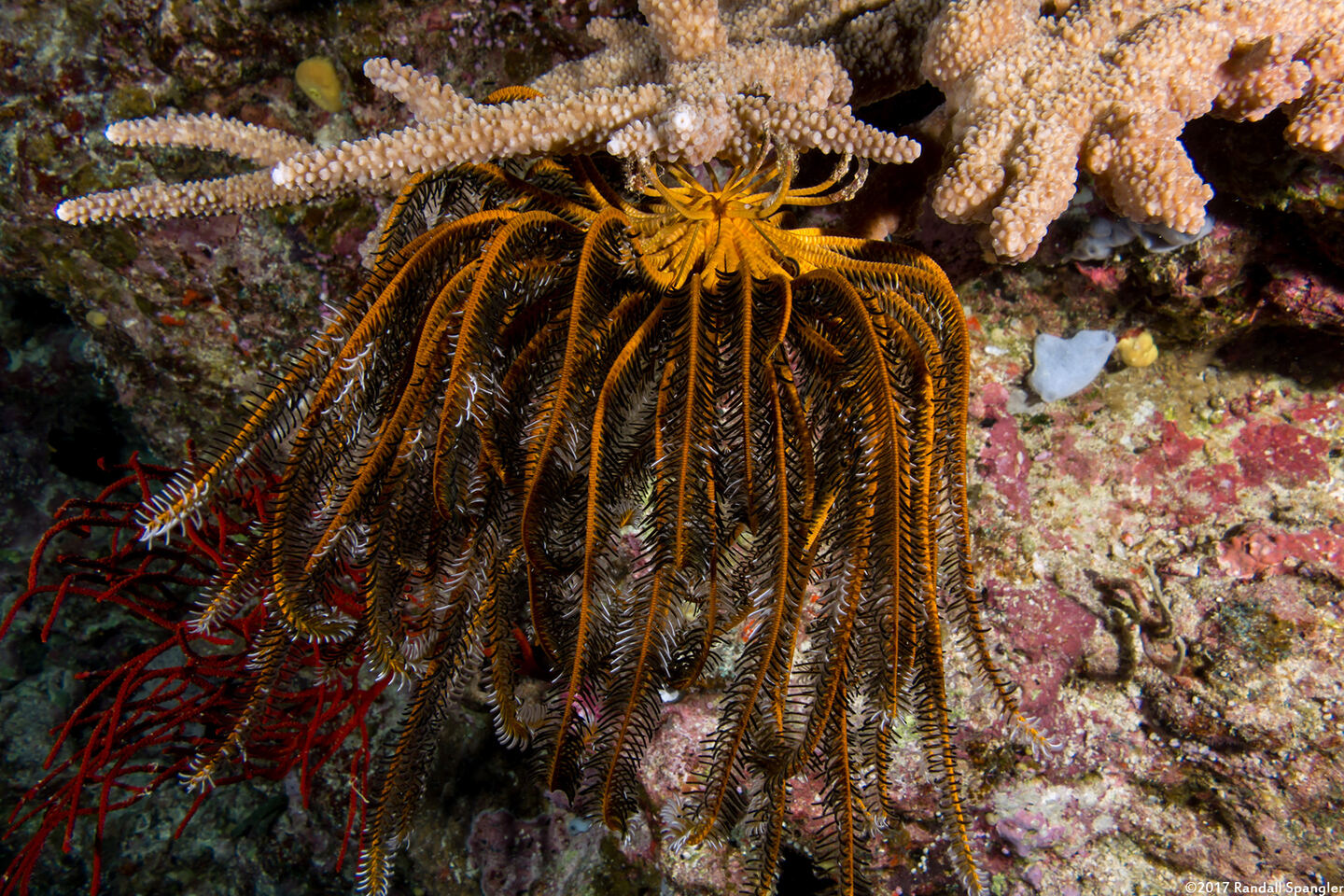 Anneissia bennetti (Bennett's Feather Star); Underside of the feather star with its cirri (legs)