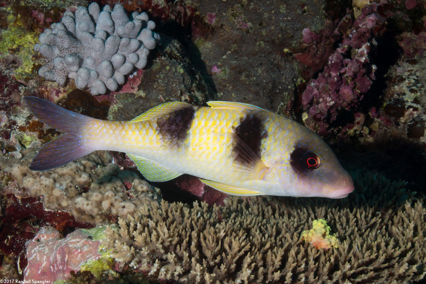 Parupeneus crassilabris (Doublebar Goatfish)