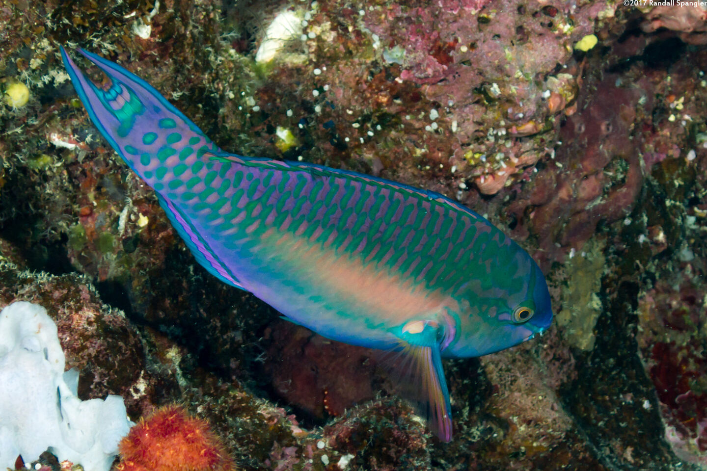 Scarus chameleon (Chameleon Parrotfish)