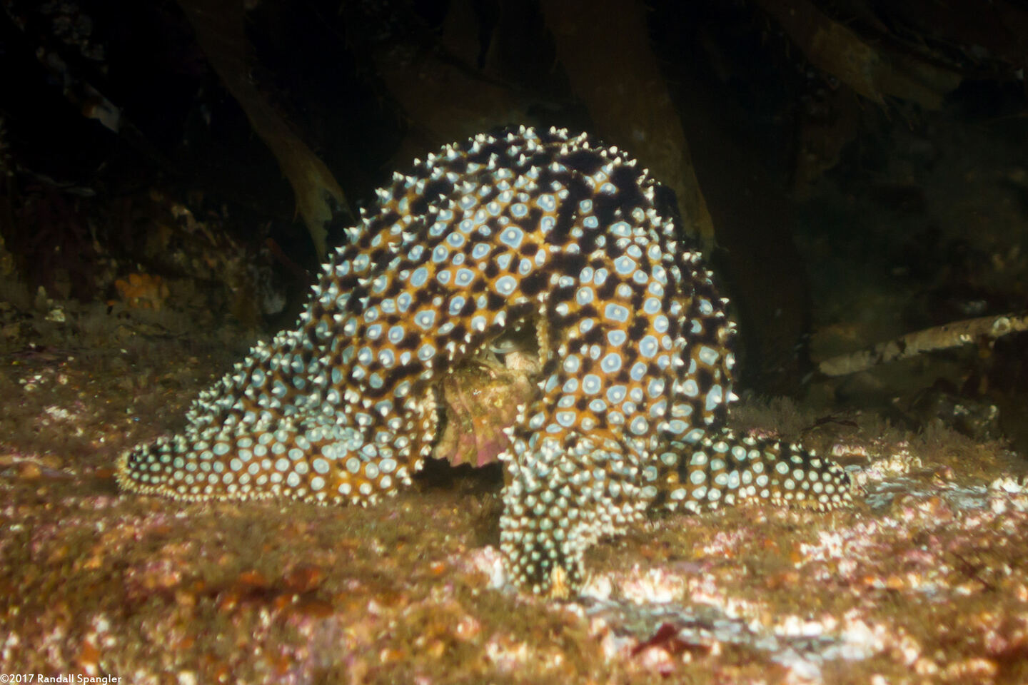 Pisaster giganteus (Giant Spined Star); Eating a leafy hornmouth snail