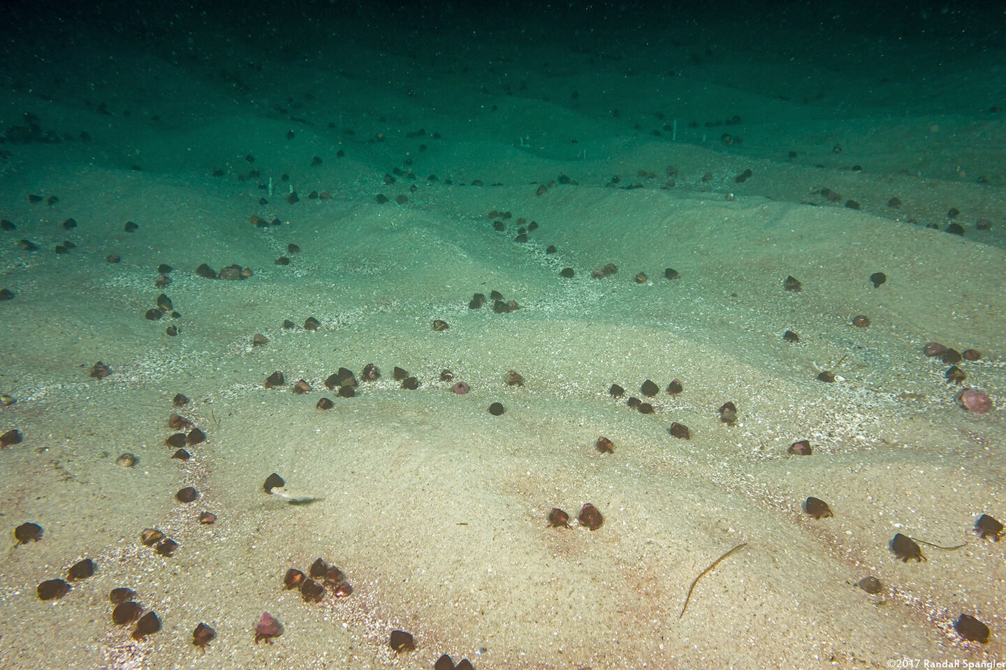 Pagurus hemphilli (Maroon Hermit Crab); Gathering to swap shells