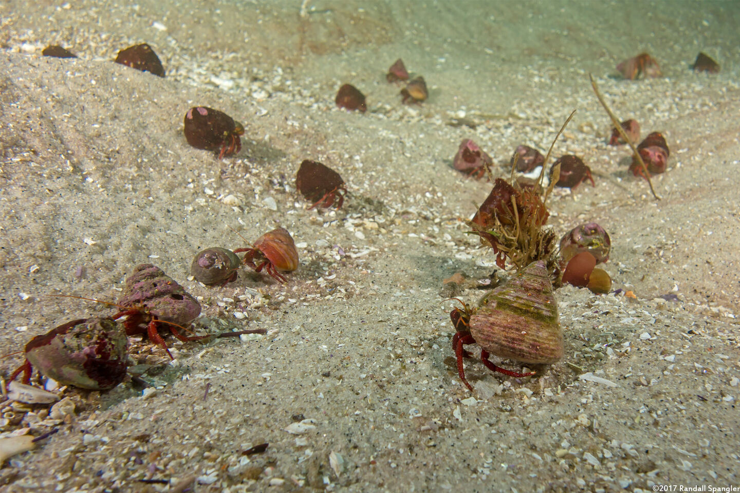 Pagurus hemphilli (Maroon Hermit Crab); Gathering to swap shells