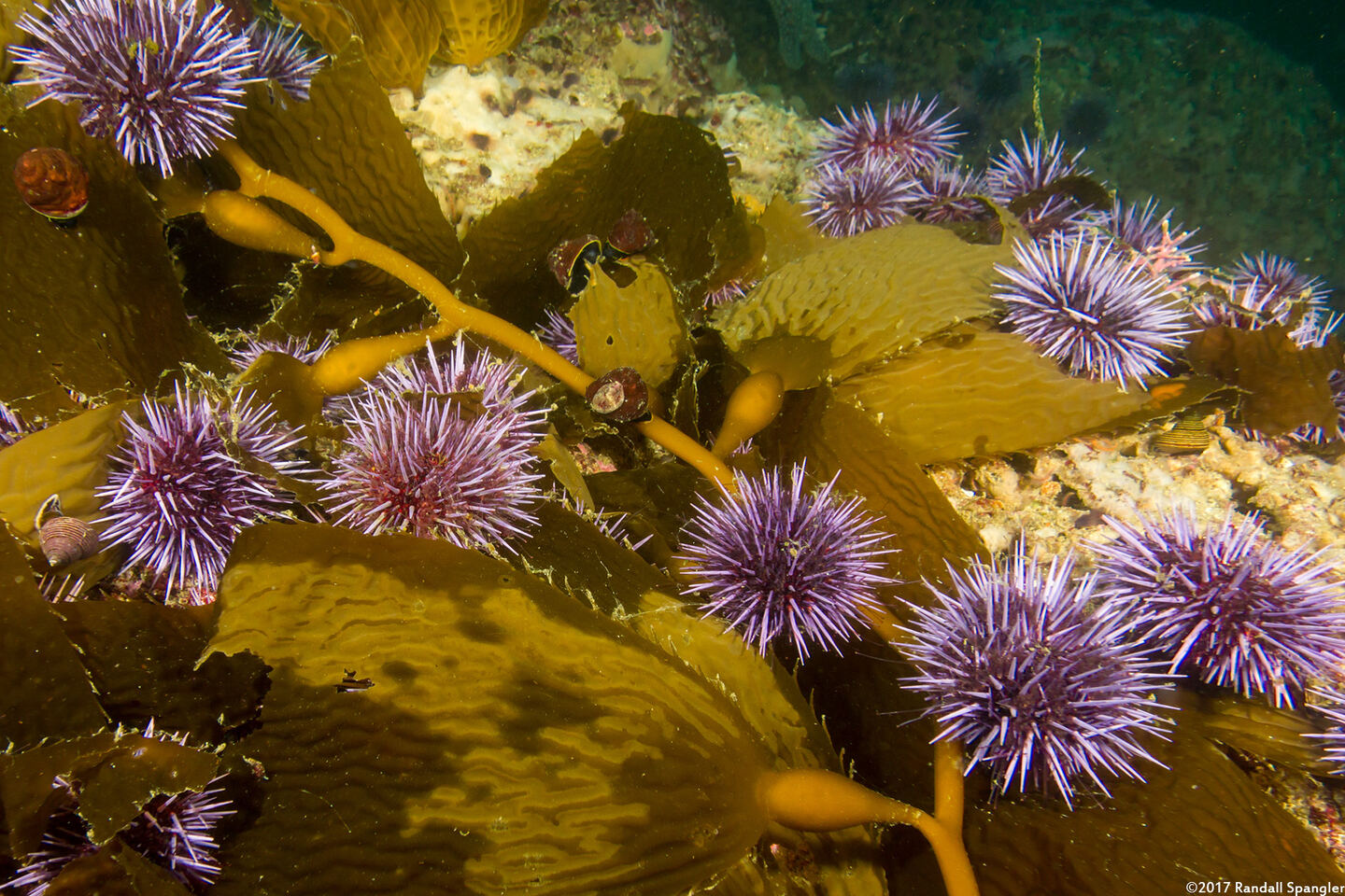Strongylocentrotus purpuratus (Purple Sea Urchin); Eating kelp