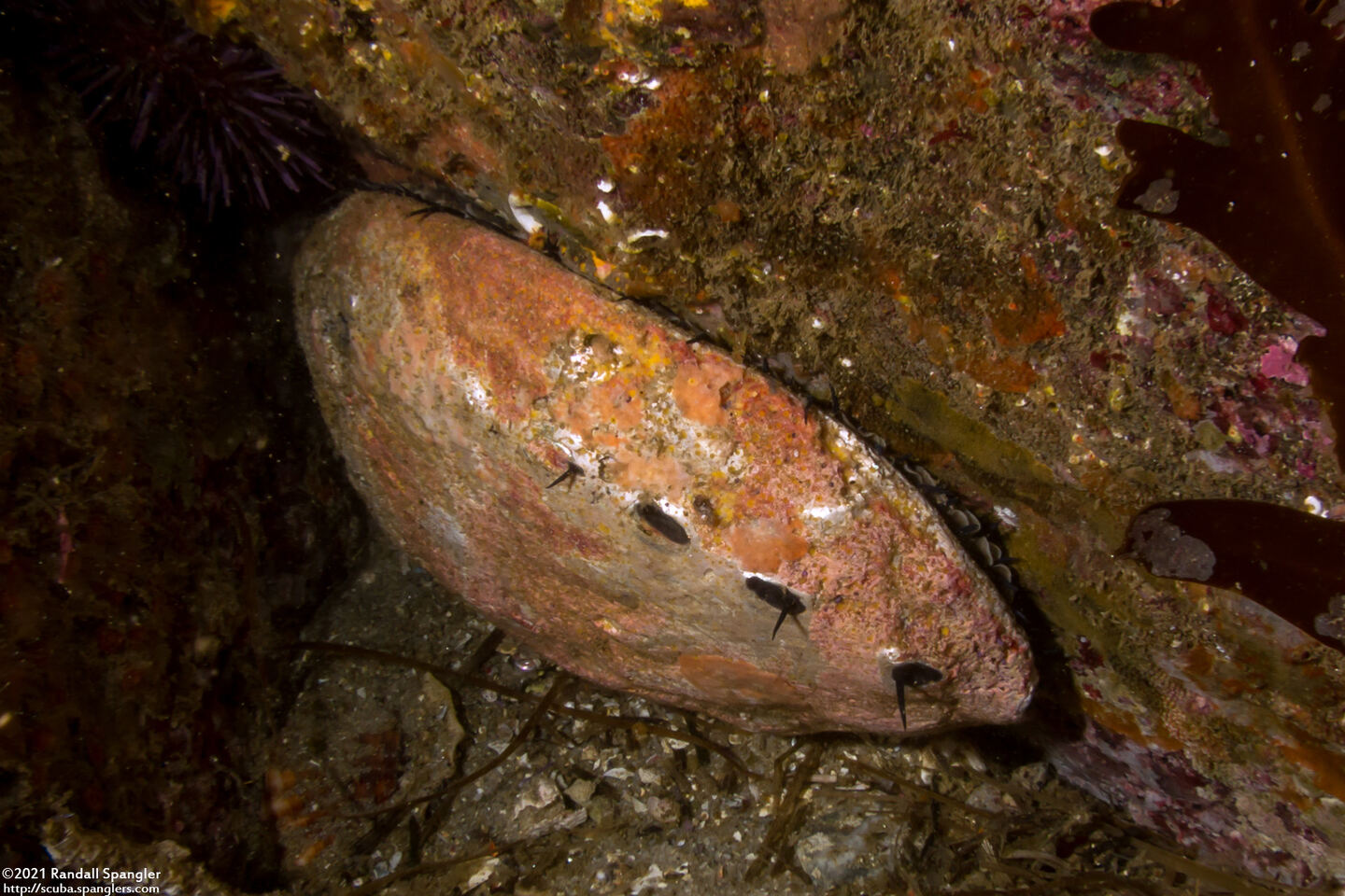 Haliotis rufescens (Red Abalone); Very worn down shell