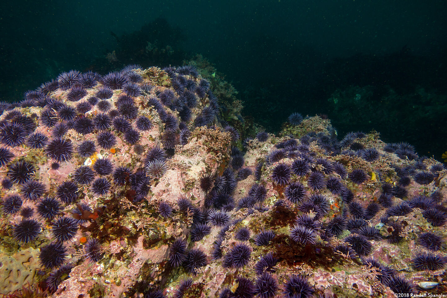 Strongylocentrotus purpuratus (Purple Sea Urchin); Urchins have eaten all the kelp in this area