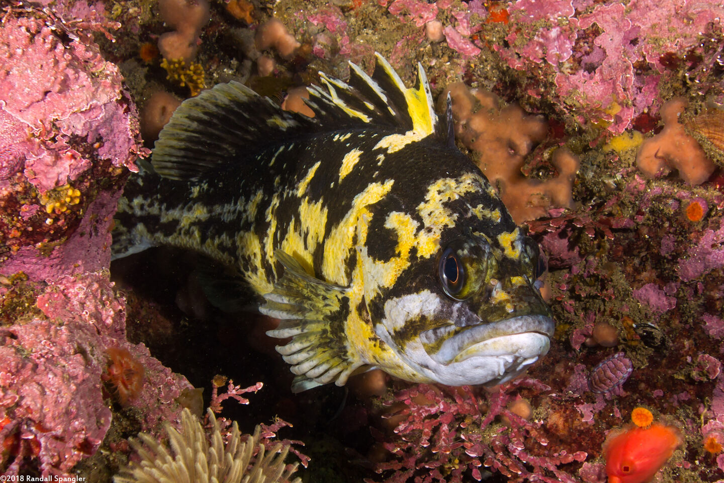Sebastes chrysomelas (Black-and-Yellow Rockfish)